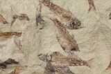 12.2" Fossil Fish (Gosiutichthys) Mortality Plate - Lake Gosiute - #130048-1